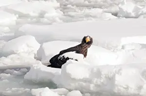 Steller's sea eagle (Haliaeetus pelagicus) on the pack