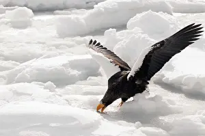 Steller's sea eagle (Haliaeetus pelagicus) on the pack