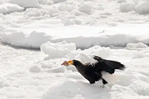 Steller's sea eagle (Haliaeetus pelagicus) on the pack with a fish