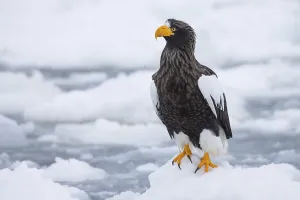 Steller's Sea Eagle (Haliaeetus pelagicus) on snow