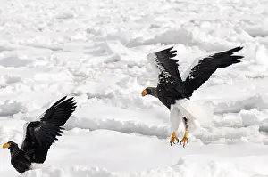Steller's sea eagle (Haliaeetus pelagicus) take-off
