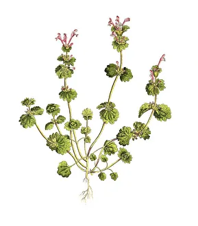 Stem-enclosing deadnettle (Lamium) amplexicaule