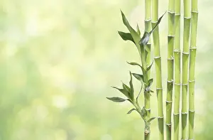 Several stem of Lucky Bamboo (Dracaena Sanderiana) with green leaves