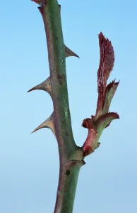 Stem of a rose with thorns and young leaves