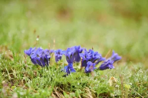 Stemless gentian (Gentiana acaulis) blooming on a meadow