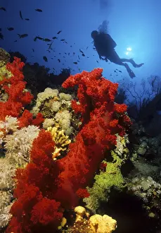 Stemmy red soft coral (Dendronephthya) in colourful coral reef