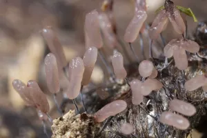 Stemonitopsis (Stemonitopsis typhina)
