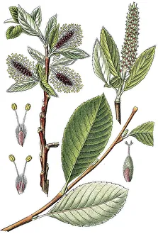 Stemwood (Salix glabra Scop.), medicinal plant