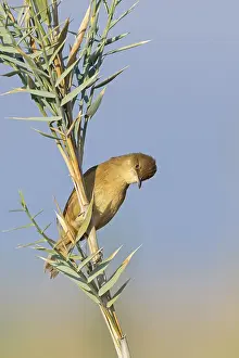 Stentor's Warbler, Acrocephalus stentoreus