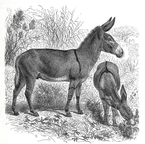 Steppe ass, Nubian wild ass (Equus asinus africanus)