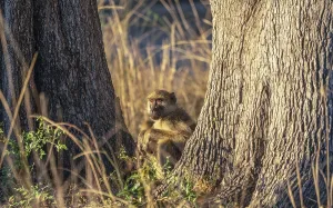 Steppe baboon mother (Papio cynocephalus)