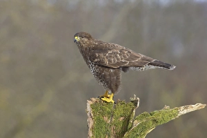 Steppe buzzard (Buteo buteo) adult bird standing on moss-covered tree stump