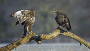 Steppe buzzard (Buteo buteo), two animals