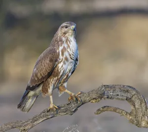 Steppe buzzard (Buteo buteo) on a dry branch