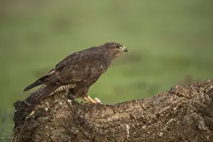 Steppe buzzard (Buteo buteo), Extremadura