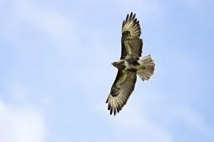 Steppe buzzard (Buteo buteo), flying