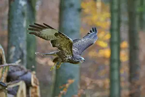 Steppe buzzard (Buteo buteo), flying in the forest