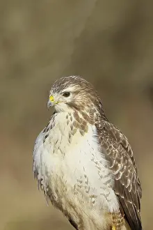 Steppe buzzard (buteo buteo), light-coloured variant