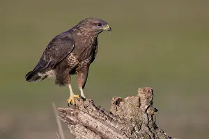 Steppe buzzard (Buteo buteo), on root