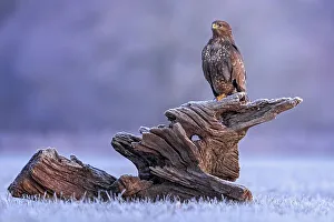 Steppe buzzard (Buteo buteo) on root in sunrise