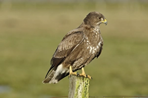 Steppe buzzard (Buteo buteo) sitting on a post