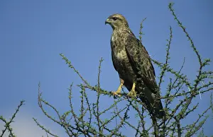 Steppe Buzzard (Buteo buteo vulpinus)