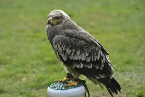 Steppe eagle Alina at Falkenhof Potsdam
