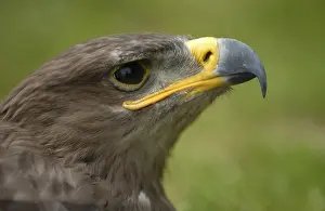 Steppe Eagle (Aquila nipalensis)
