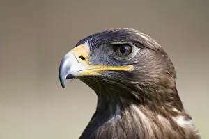 Steppe Eagle (Aquila nipalensis)