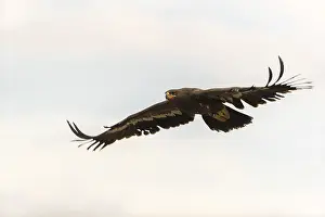 One steppe eagle, Aquila nipalensis