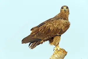 Steppe eagle, (Aquila nipalensis)