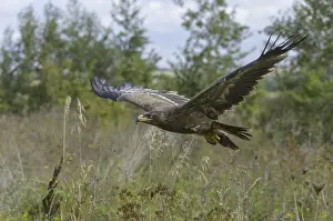 Steppe eagle (Aquila nipalensis)