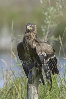 Steppe eagle (Aquila nipalensis)