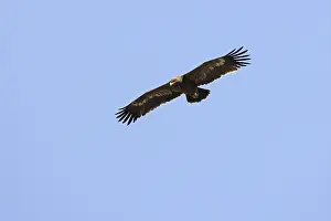 Steppe Eagle (Aquila nipalensis)