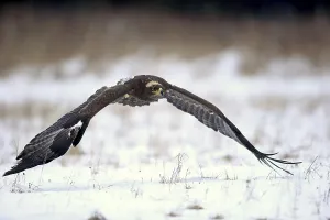Steppe eagle (Aquila nipalensis)