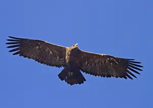 Steppe eagle (Aquila nipalensis) adult