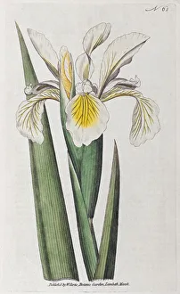 Steppe iris (Iris ochroleuca), hand-coloured copperplate engraving from William Curtis Botanical Magazine