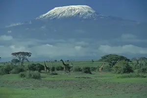 Steppe in front of Mt. Kilimanjaro