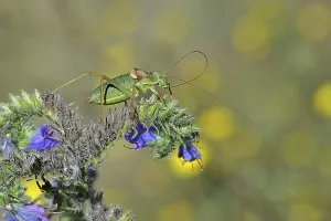 Steppe saddle grasshopper, Steppe saddle grasshopper (Ephippiger ephippiger)