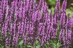 Steppe sage or grove sage (Salvia nemorosa)