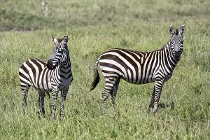 Steppe zebra (Equus quagga) or horse zebra