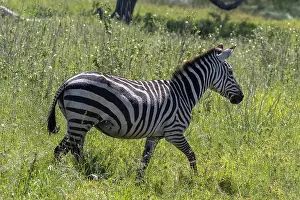 Steppe zebra (Equus quagga) or horse zebra