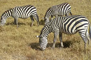 Steppe zebra (Equus quagga) in the Ngorongoro Crater