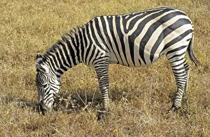 Steppe zebra (Equus quagga), Ngorongoro Crater