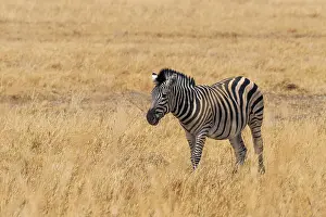 Steppe Zebra, Moremi Game Reserve, Botswana
