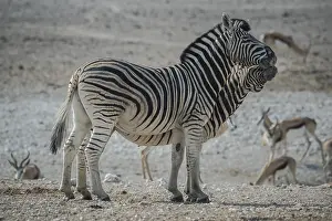 Steppe zebras (Equus burchelli)