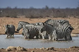 Steppe zebras (Equus burchelli) drinking in a waterhole