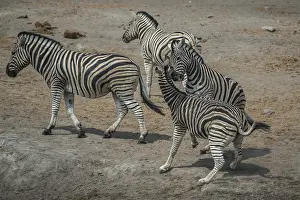 Steppe zebras (Equus burchelli) fighting