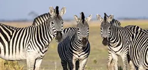 Three steppe zebras (Equus quagga)