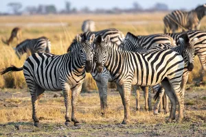 Two steppe zebras (Equus quagga)